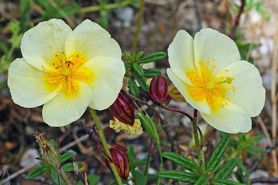 Helianthemum croceum / Eliantemo color zafferano